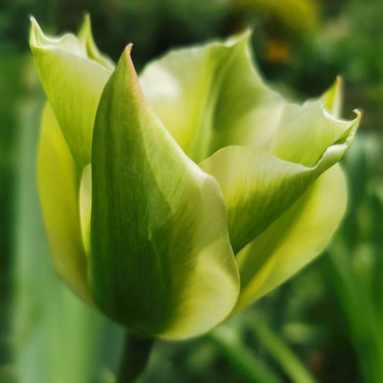 Plant image Tulipa 'Spring Green'