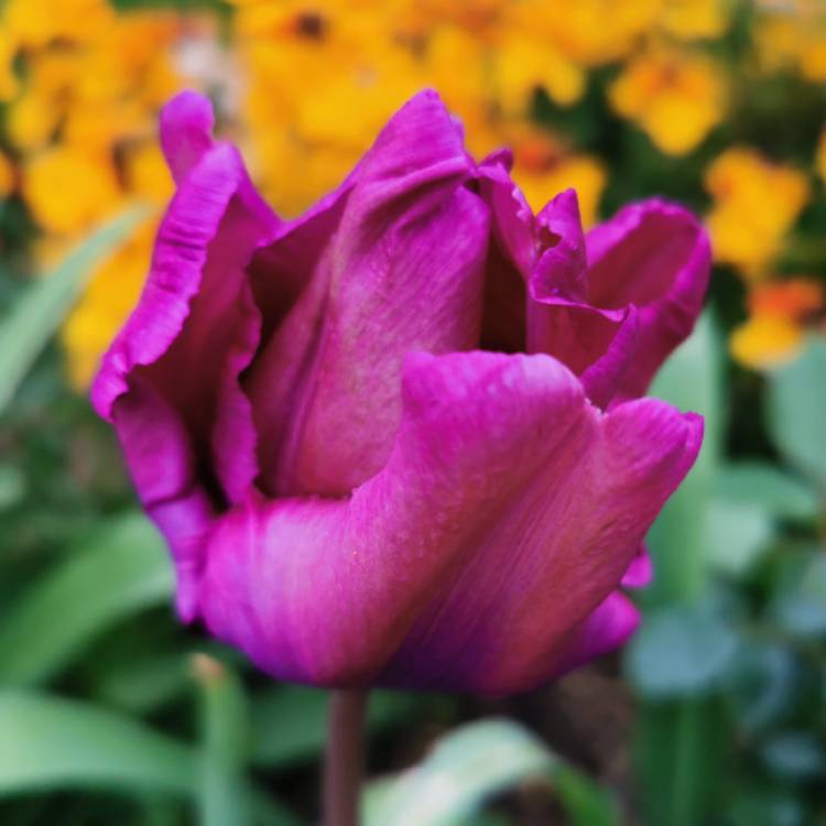 Plant image Tulipa 'Blue Parrot'