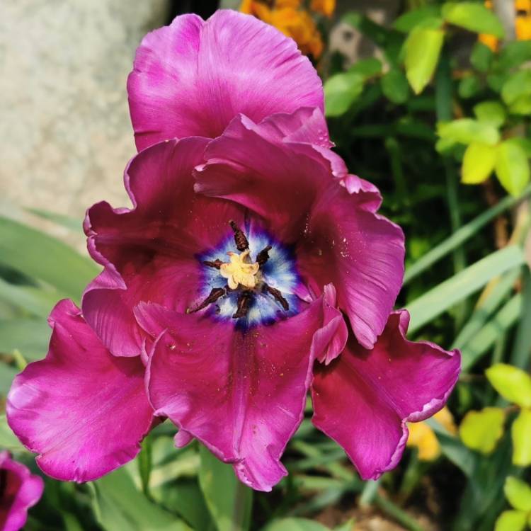 Plant image Tulipa 'Blue Parrot'