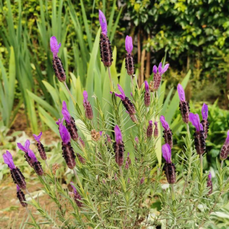 Lavandula stoechas 'Victory' , Lavender 'Victory' - uploaded by ...