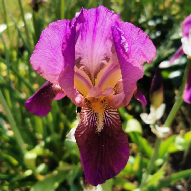 Plant image Iris x germanica 'Sublime Velvet'