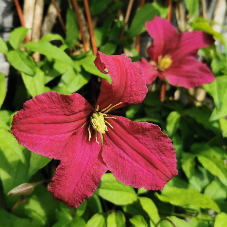 Plant image Clematis viticella 'Madame Julia Correvon'