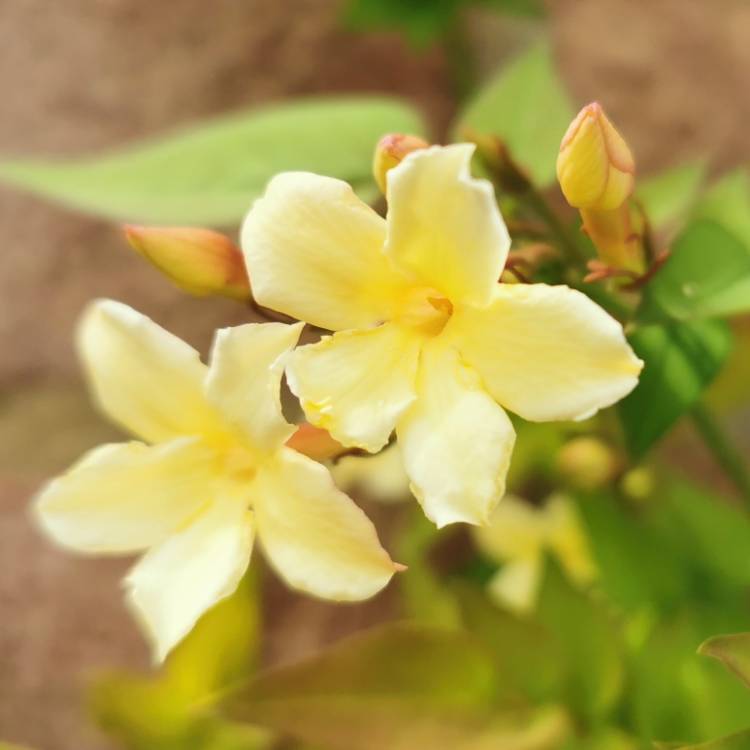 Plant image Jasminum officinale 'Clotted Cream' Syn. 'Devon Cream'