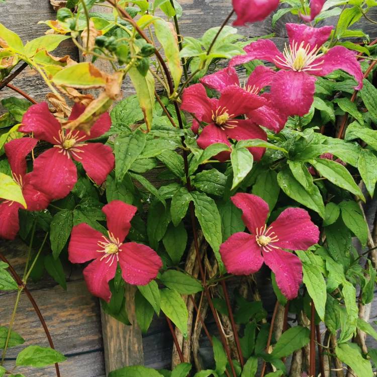 Plant image Clematis viticella 'Madame Julia Correvon'