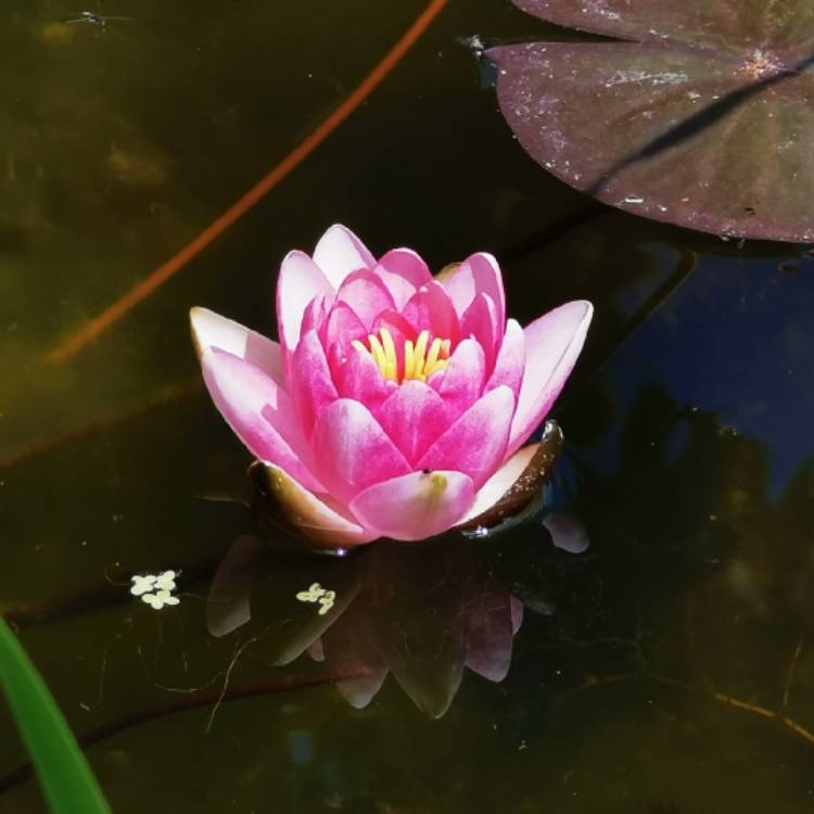 Plant image Nymphaea 'Attraction'