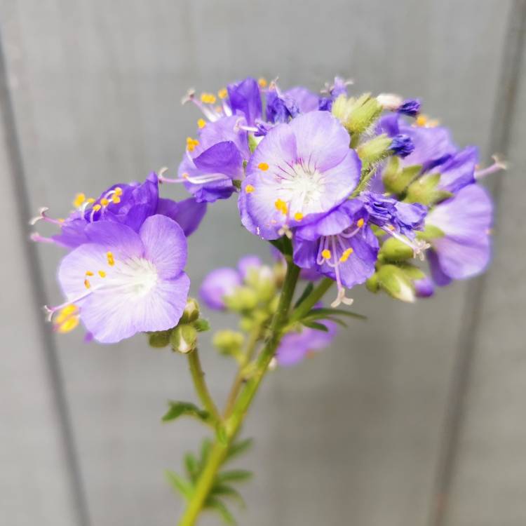 Plant image Polemonium caeruleum