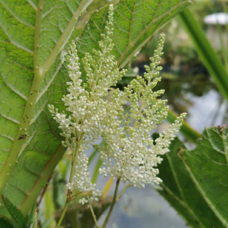 Plant image Astilbe chinensis var. pumila