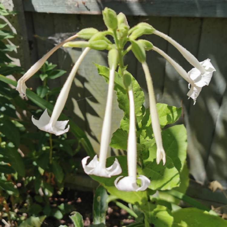 Plant image Nicotiana Sylvestris