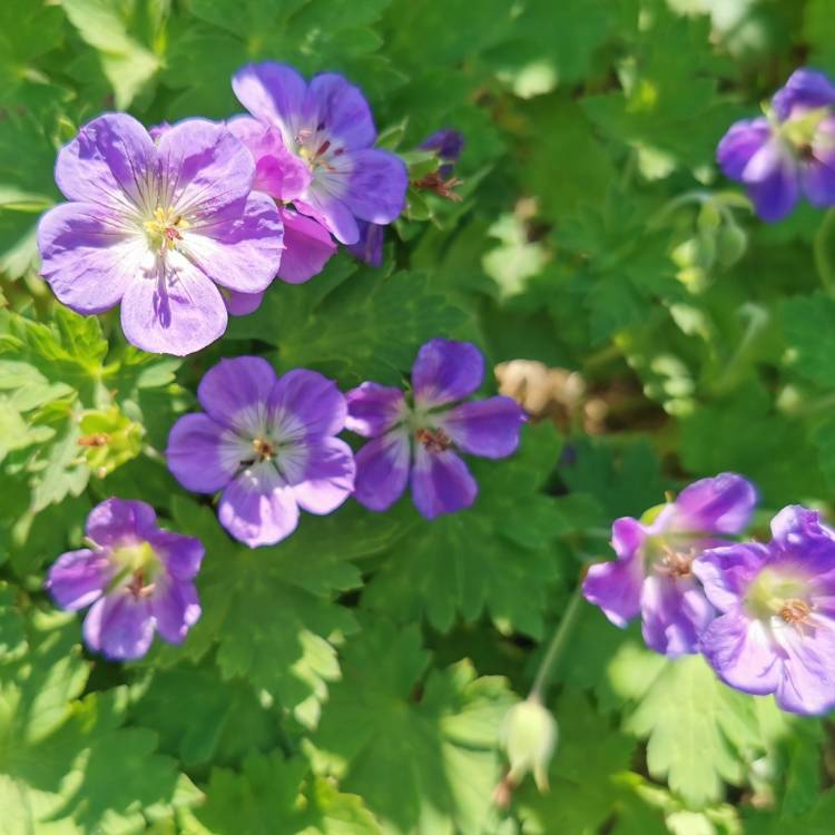 Plant image Geranium pratense