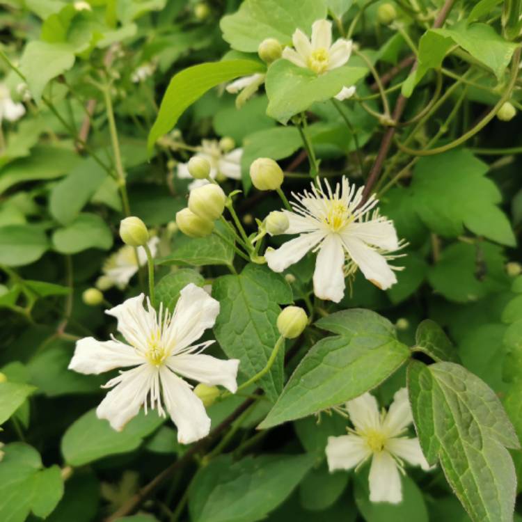 Plant image Clematis 'Paul Farges' syn. Clematis x fargesioides, Clematis 'Summer Snow'