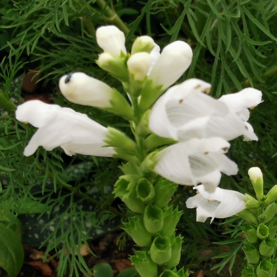 plant image 1614780