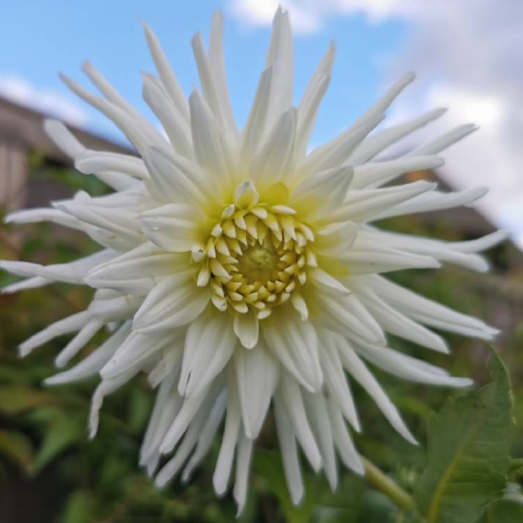 Plant image Dahlia 'White Star'