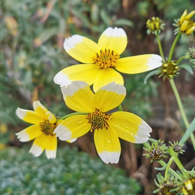 Plant image Bidens aurea 'Hannay's Lemon Drop'