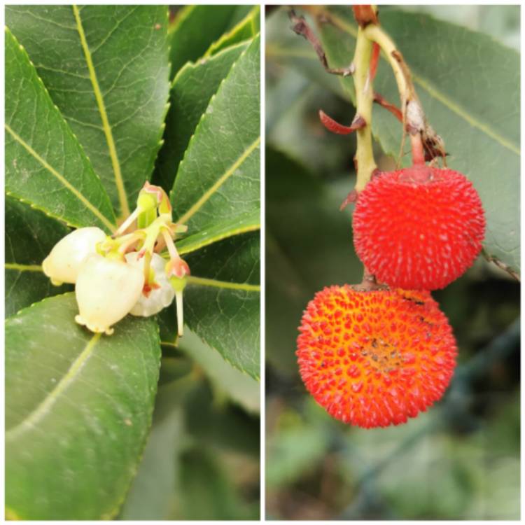 Plant image Arbutus unedo