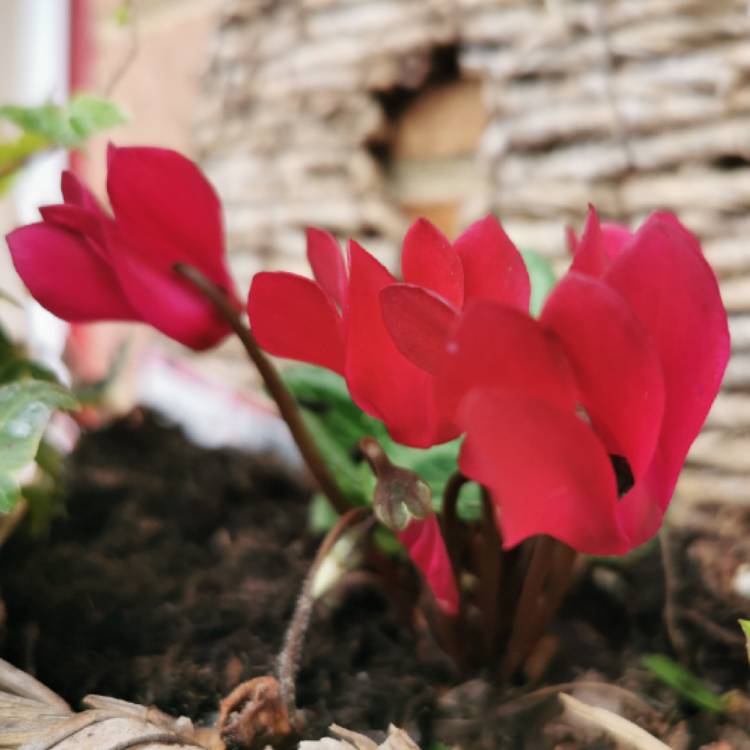 Plant image Cyclamen persicum