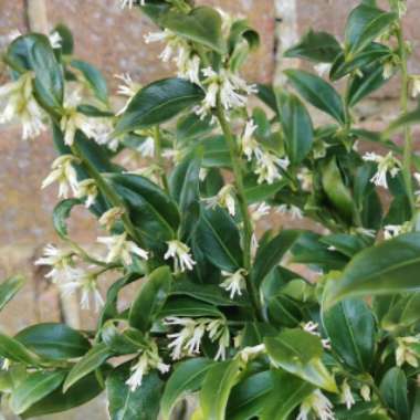 Sarcococca ruscifolia var. chinensis