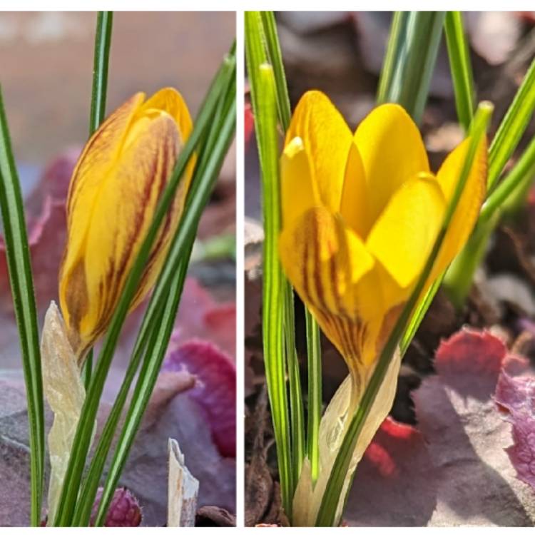 Plant image Crocus chrysanthus 'Gipsy Girl'