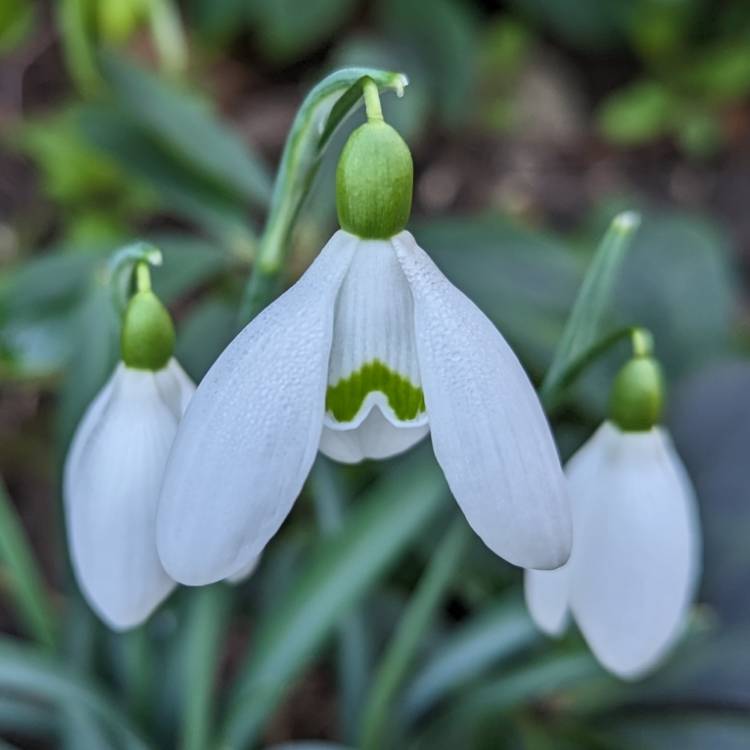 Plant image Galanthus nivalis 'Magnet'