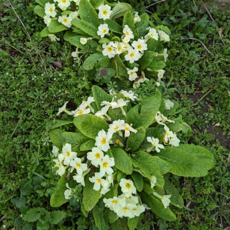 Plant image Primula vulgaris