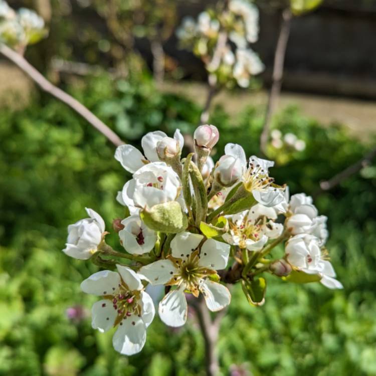 Plant image Pyrus communis 'Doyenne du Comice'