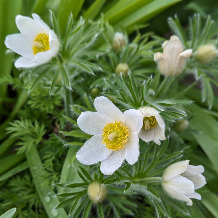 Plant image Pulsatilla vulgaris 'Alba'