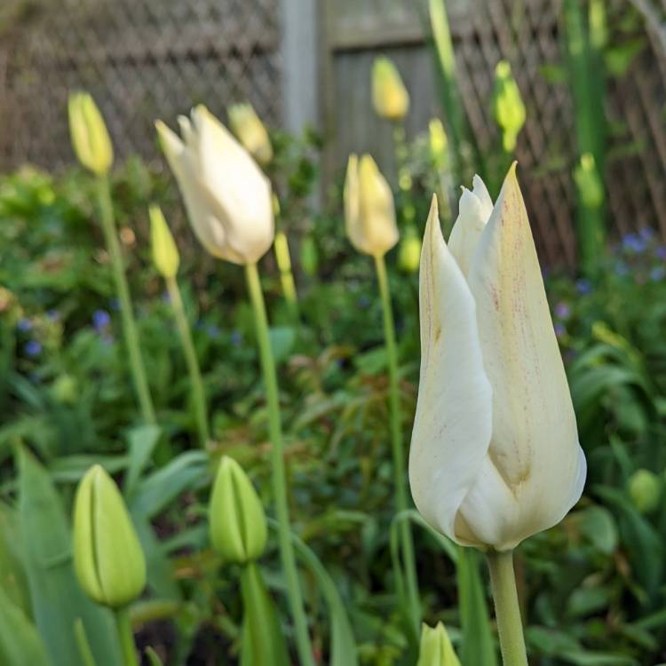 Plant image Tulipa 'White Triumphator'