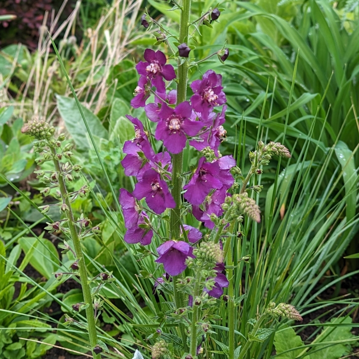 plant image 1663711