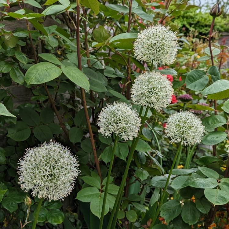 Plant image Allium stipitatum 'Mount Everest'