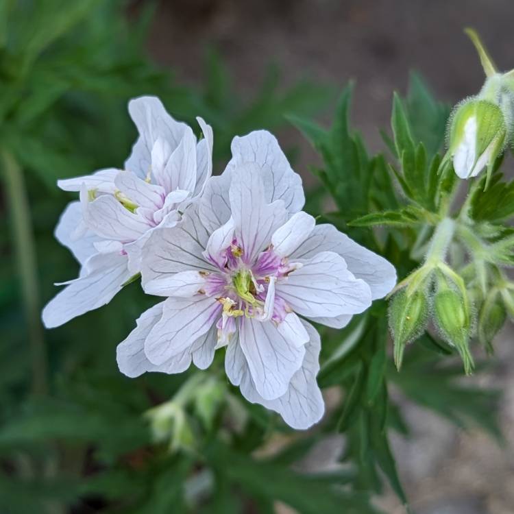 Plant image Geranium pratense var. pratense f. albiflorum 'Laura'