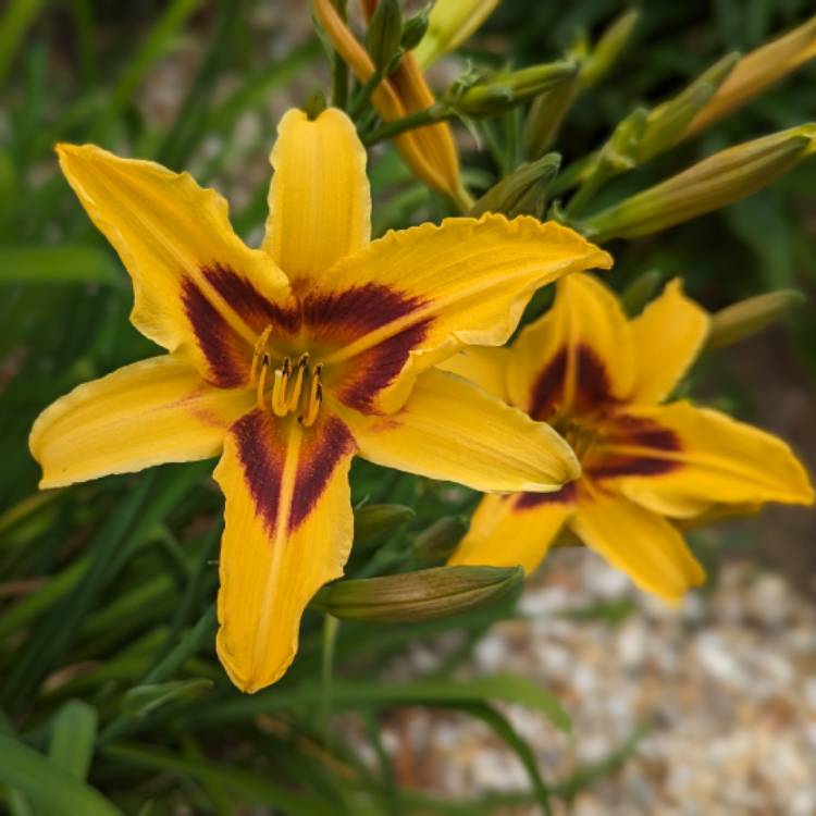 Plant image Hemerocallis 'Bonanza'