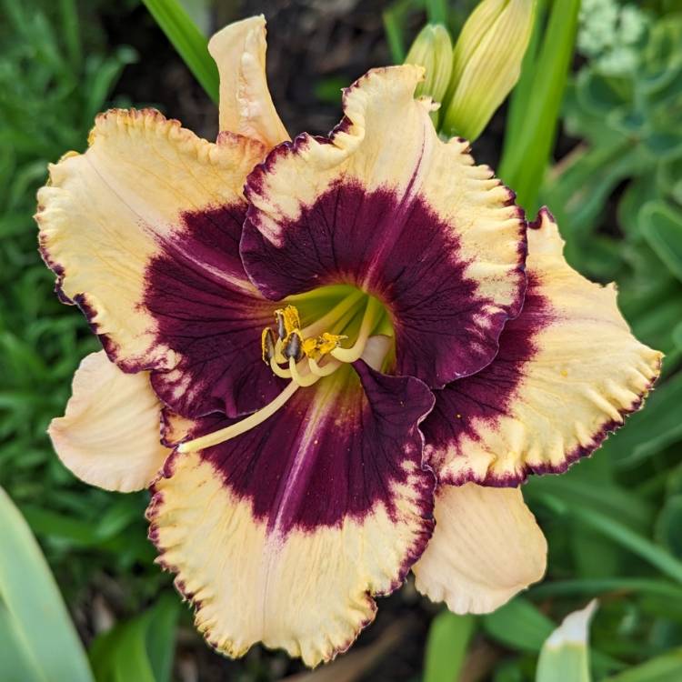 Plant image Hemerocallis 'Calico Jack'