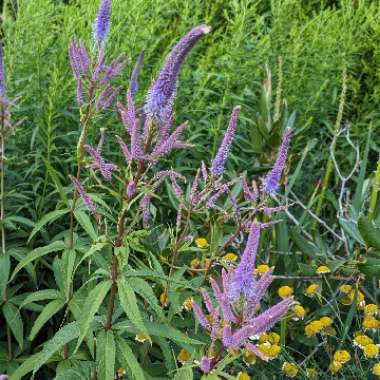 Veronicastrum virginicum 'Fascination'