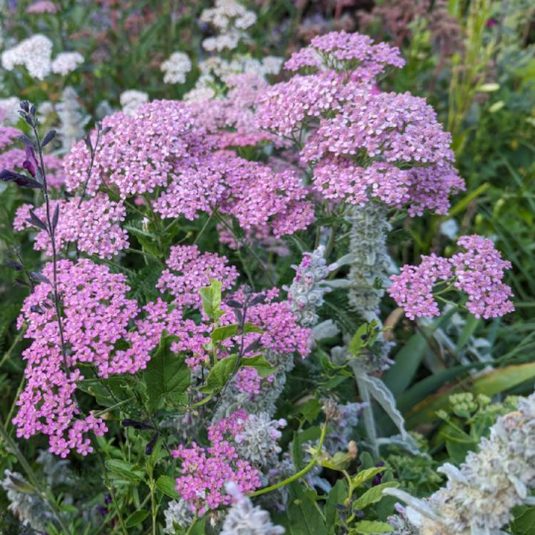 Plant image Achillea millefolium 'Cassis'