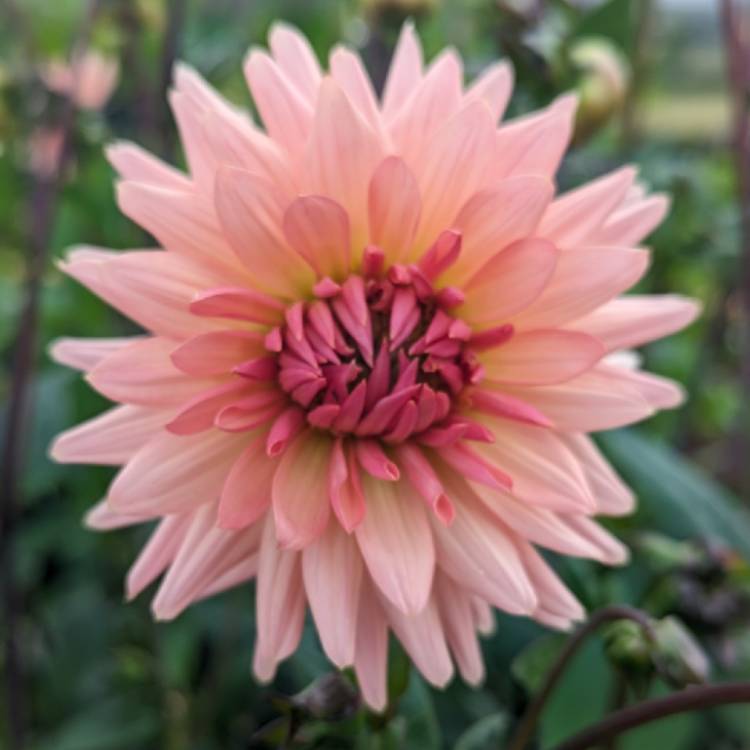 Plant image Dahlia 'Preference'