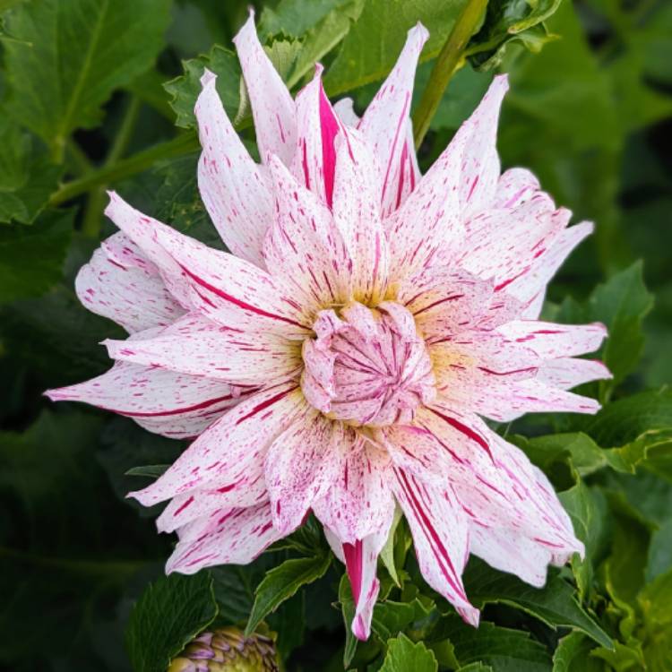 Plant image Dahlia 'Mick's Peppermint'