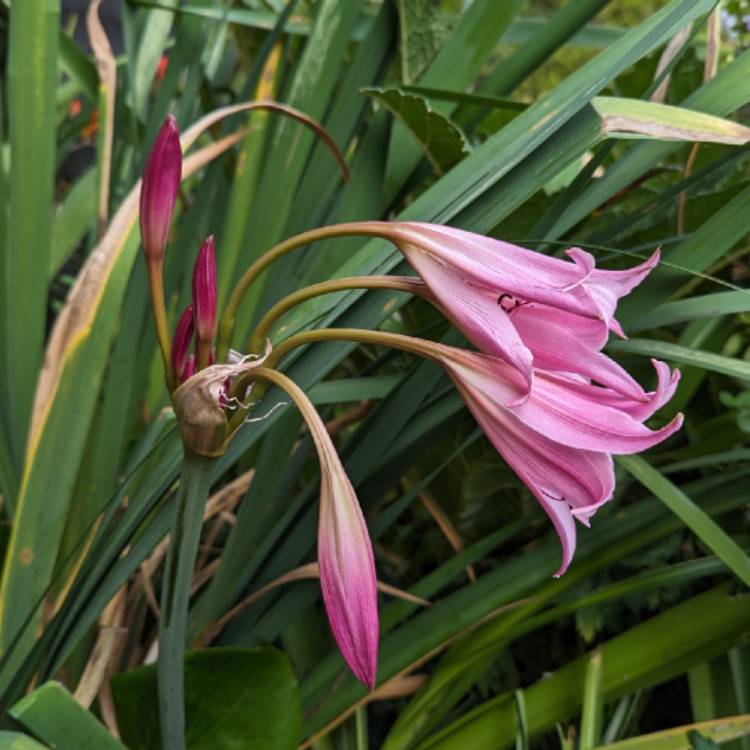 Plant image Crinum