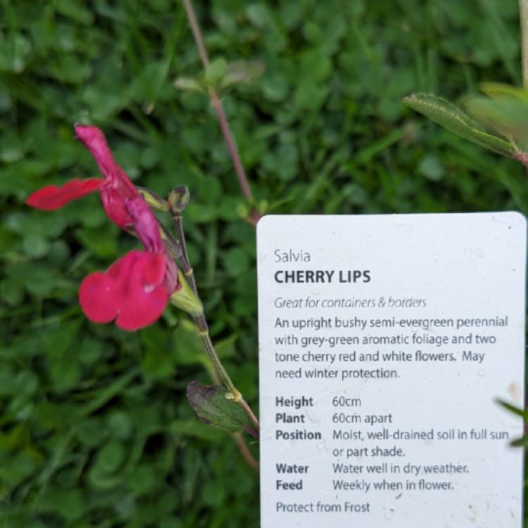 Plant image Salvia 'Cherry Lips'