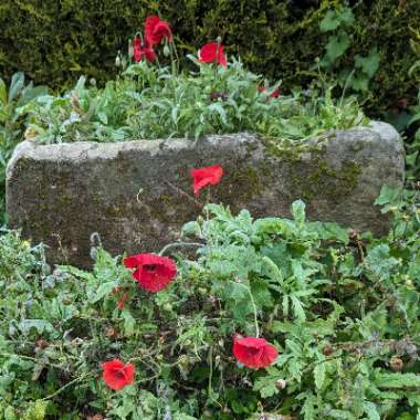 Papaver rhoeas