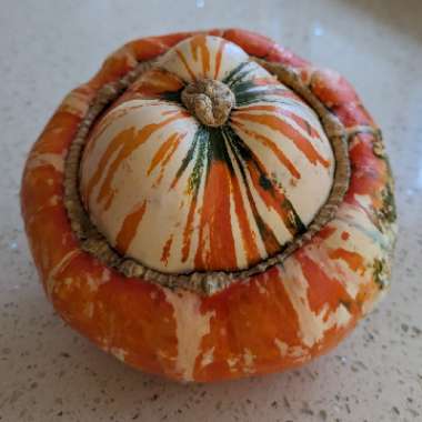 Cucurbita