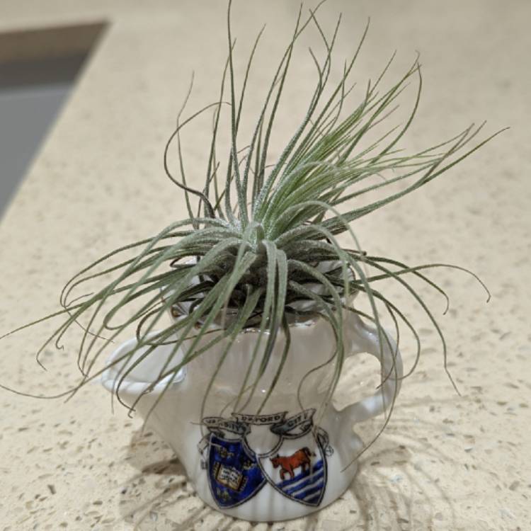 Plant image Tillandsia magnusiana