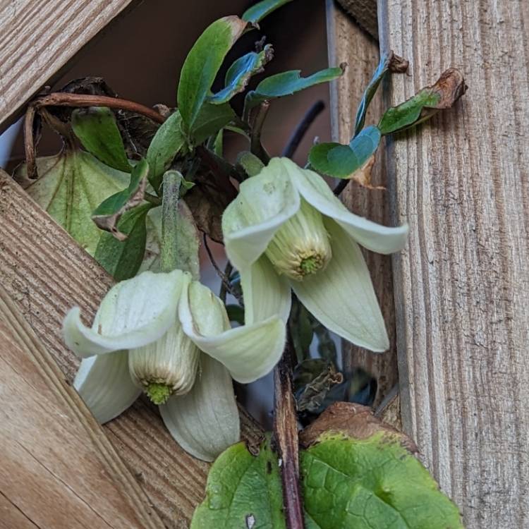 Plant image Clematis urophylla 'Winter Beauty'