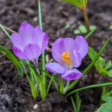 Crocus tommasinianus 'Ruby Giant'