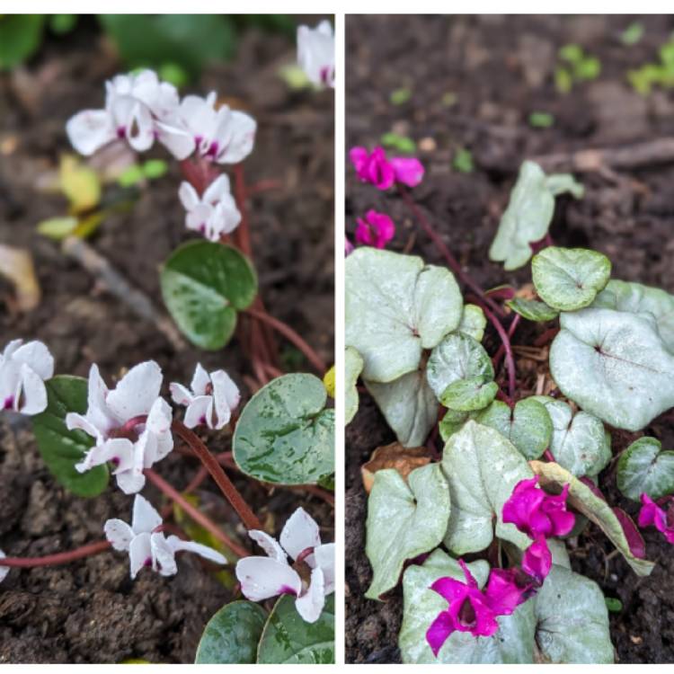 Plant image Cyclamen coum