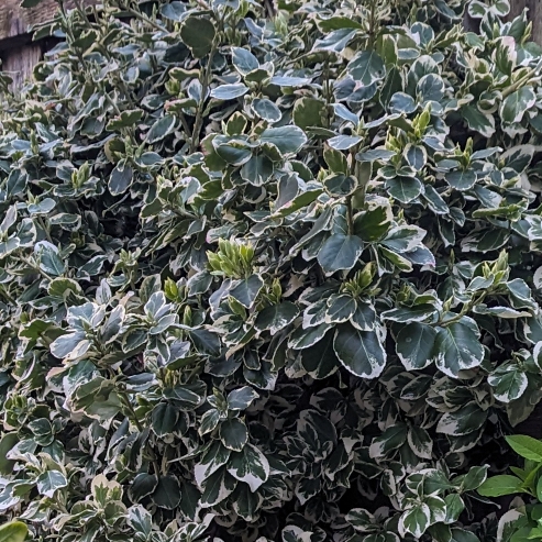 Plant image Euonymus Fortunei 'Emerald Gaiety'