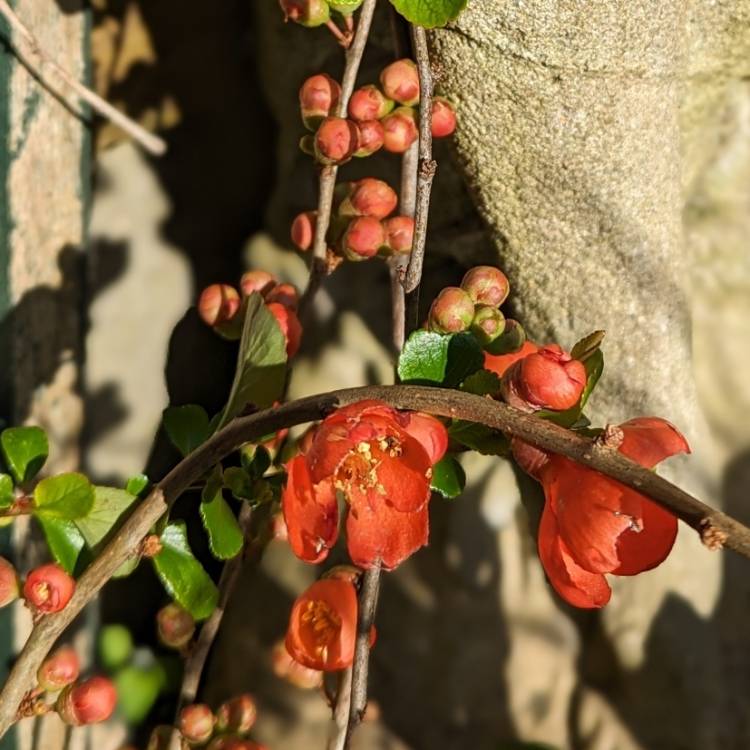 plant image 1701961