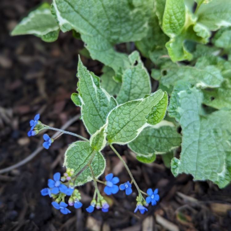 Plant image Brunnera macrophylla 'Dawson's White' syn. Brunnera macrophylla 'Variegata'