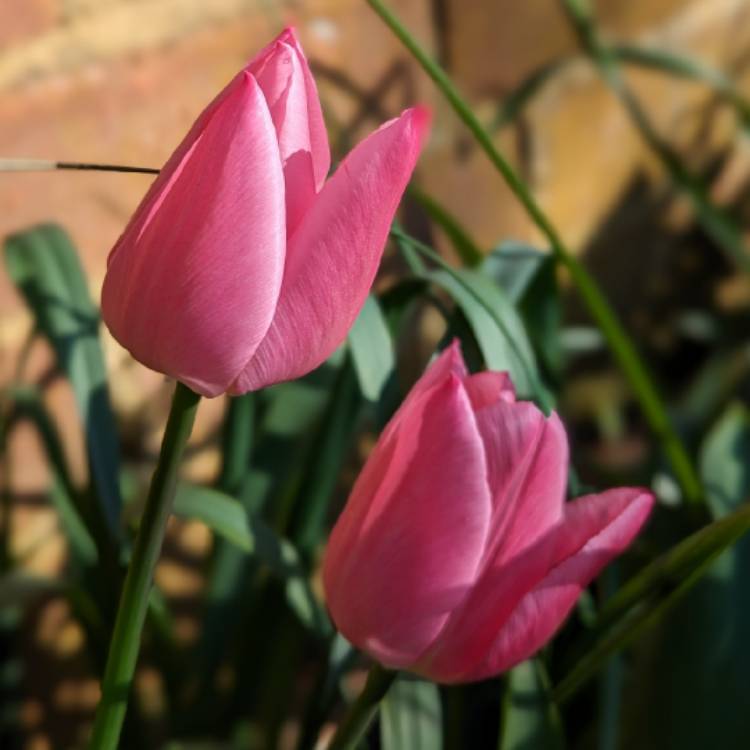 Plant image Tulipa 'Christmas Dream'