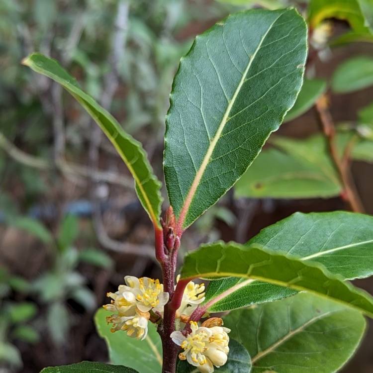 Plant image Laurus Nobilis