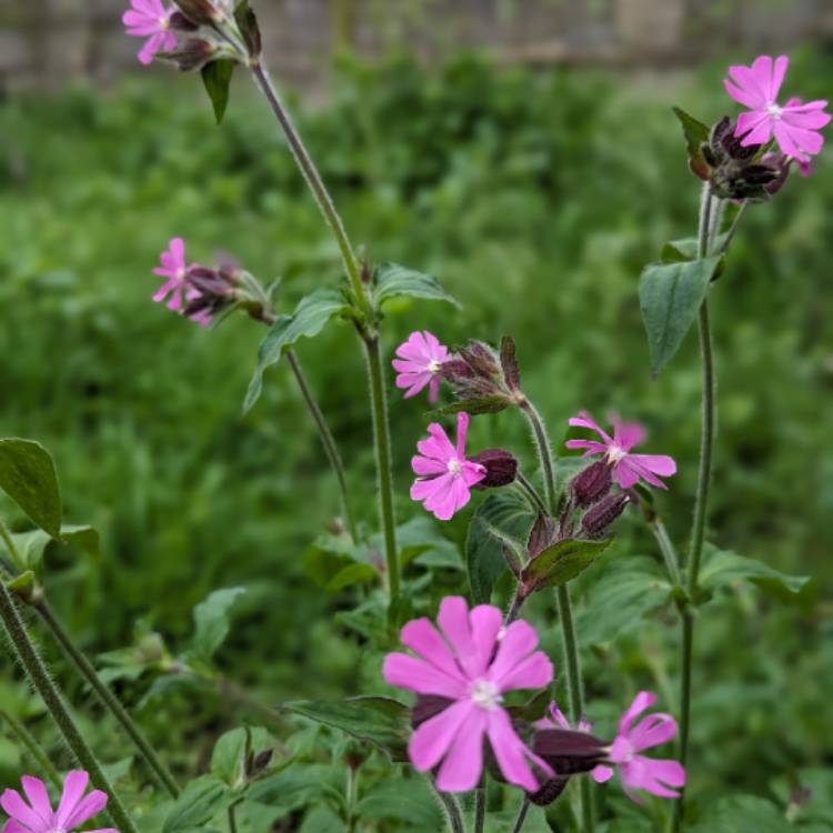 Plant image Silene dioica