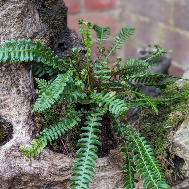 Plant image Blechnum spicant syn. Blechnum boreale;Blechnum heterophyllum